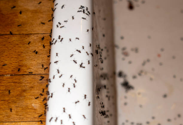 Pest Prevention Services in Los Altos, CA